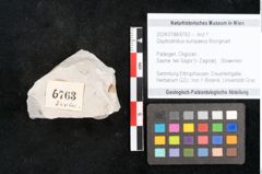 Foto (Objekt + Etikett) von Glyptostrobus europaeus Brongniart (NHMW-GEO-2024-0188-6763)